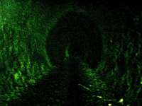 Deep within the tunnel. Sources suggest that the Royal Train sought protection here during WW2 and that Cosmic Rays were first indentified/invented here.<br><br>[Colin Harkins 16/04/2006]