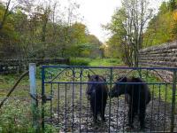 These old ponies have been resident on this part of the Glenfarg line since 1976 when the track was lifted. They love Mars Bars. [<I>Editor's note: So do I Brian... so do I!</I>] <br><br>[Brian Forbes 29/10/2006]