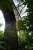 The viaduct at Hamsterley to the west of Lintz Green on the Lanchester Extension Railway, seen on 26 September 2006. The view looks south-west.<br><br>[Ewan Crawford 26/09/2006]