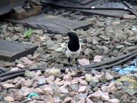 Trespasser on the line! Magpie on the track at Platform 11<br><br>[Graham Morgan 12/05/2007]