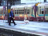 <I>Excuse me, but this train is not in service...</I>  An unexpected and unusual patron at Glasgow Central on 10th November<br><br>[Graham Morgan 10/11/2007]