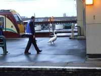 <I>All right, all right, Im going...</I> an unusual guest at Glasgow Central is about to be escorted off the premises<br><br>[Graham Morgan 10/11/2007]