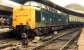 Gateshead Deltic 55011 <I>The Royal Northumberland Fusiliers</I> at Newcastle Central platform 8 on 20 June 1981 with the 1V93, Edinburgh-Plymouth.<br><br>[Colin Alexander 20/06/1981]