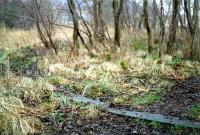 This uninteresting circle of concrete in a wood was in fact the only remains of the terminus at Aberfoyle in 1989. This was the filled in turntable pit. I believe the site has since been built on. View looks away from the terminus.<br><br>[Ewan Crawford //1989]