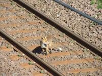 Trespasser on the line! A young fox taking a short cut at Elderslie in July 2008. <br><br>[Graham Morgan 18/07/2008]