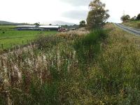 Beneath this fine display of weeds lies the trackbed leading to Broomhill. The A95 which has to be crossed is on the right. Farm structures prevent a direct line-of-sight photo of the Grantown end of the trackbed.<br><br>[John Gray 15/10/2008]