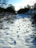 <I>Lonely planet</I>...the joys of walking in fresh snow. View back along the trackbed of the Berwickshire Railway near Chirnside in February 2009.<br><br>[Ian Whittaker 13/02/2009]