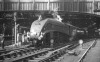 60031 <i>Golden Plover</i> at the east end of Edinburgh Waverley on 18 April 1965 with <I>Scottish Rambler No 4</I>, recently arrived from Glasgow Queen Street.<br><br>[K A Gray 18/04/1965]