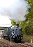 60007 <I>Sir Nigel Gresley</I> climbs away from Dalgety Bay with the Edinburgh-Dundee special on 17 May.<br><br>[Bill Roberton 17/05/2009]