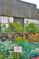 Sign at the former Bathgate MPD: 'Japanese Knotweed No unauthorised access'. Triffids in development in former Bathgate shed?<br><br>[Ewan Crawford 12/07/2009]
