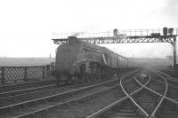 A4 no 60021 <I>'Wild Swan'</I> has just crossed the Tyne from Newcastle Central on a dull looking day in the 1960s.  The Pacific is about to leave the King Edward Bridge with an up ECML service for Kings Cross. <br><br>[K A Gray //]