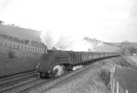 Gateshead A4 Pacific no 60002 <I>Sir Murrough Wilson</I> takes an up train along the Waverley route south of Hawick in the sixties, seen here running between Slitrig Viaduct and the Flex bridge. <br><br>[Robin Barbour Collection (Courtesy Bruce McCartney) //]