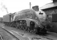 Gresley A4 Pacific no 60004 <I>William Whitelaw</i> stands on shed at 61B Aberdeen Ferryhill during the A4 twilight years of the 1960s. The locomotive was finally withdrawn from here by BR in July of 1966 and cut up at Motherwell Machinery & Scrap, Wishaw, around three months later.<br><br>[Robin Barbour Collection (Courtesy Bruce McCartney) //]