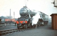 Resident A3 Pacific no 60035 <I>Windsor Lad</I> photographed on shed at Haymarket in March 1959.<br><br>[A Snapper (Courtesy Bruce McCartney) 28/03/1959]