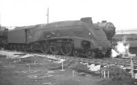 A4 Pacific no 60017 <I>'Silver Fox'</I> on shed at Gateshead in the early 1960s, with V2 2-6-2 no 60847 <i>'St Peter's School, York, AD 627'</i> standing alongside.<br><br>[K A Gray //]