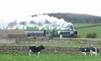 Even the cows seem impressed. The southbound <I>'Great Britain V'</I> running via the Settle & Carlsle line photographed passing Langwathby on 26 April behind 46233 <I>Duchess of Sutherland</I> . <br><br>[Jim Peebles 26/04/2012]