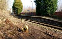 A view from the former Preston bound platform at Croston station on 17 February 2013. As part of a tidy up operation by the station volunteers some of the vegetation is being attacked at the south end of the platform. Once this has been removed it feels like an archeological dig since a few inches beneath the surface the original platform surface is still present and can be seen in the foreground.<br><br>[John McIntyre 17/02/2013]