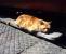 Nice place for a catnap on a warm and sunny afternoon. Rushden Transport Museum's cat enjoying forty winks on a convenient carriage step board.<br><br>[John Steven 02/06/2013]