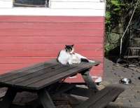 Off duty member of staff at Grosmont shed in September 2011. [Alan Hardie adds - The cats name is Erica (after 45428 Eric Treacy) and has its own ID card pinned above its bed in the repair shed.  The shed shop staff feed her.]<br><br>[Colin Miller 26/09/2011]