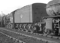 Part of a lineup at Heaton shed on 6 October 1962 includes Peppercorn A2 Pacific no 60531 <I>Bahram</I>, a visitor from Aberdeen Ferryhill. <br><br>[K A Gray 06/10/1962]