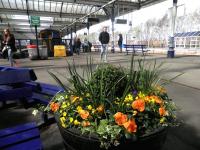 Platform scene at Kilmarnock Station in spring sunshine on 14 April. The 13.42 ex-Glasgow Central has recently arrived at platform 2. The colourful half-barrels here are lovingly maintained by the Hurlford Gardening Club. <br><br>[John Yellowlees 14/04/2014]