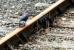 Currently the only way of getting from Harlech to Pwllheli by rail. Scene near Harlech station on 9 July 2014. The Cambrian Coast Line is currently closed from Harlech to Pwllheli because of problems with the rebuilding of the Pont Briwet but is expected to reopen by 1st September.<br><br>[Colin McDonald 09/07/2014]