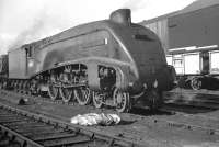 An A4 that spent almost its entire operational life at Gateshead was 60002 <I>Sir Murrough Wilson</I>. Originally named <I>Pochard</I> (for 8 months), it arrived new from Doncaster Works in 1938.  Other than a spell of 6 weeks at Kings Cross in 1943 the Pacific remained on Tyneside until its eventual withdrawal in May 1964. Seen here on its home shed, thought to be in 1963.<br><br>[K A Gray //1963]