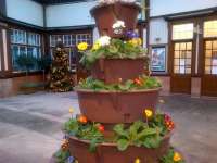 Primulas and Christmas tree in Wemyss Bay's mild microclimate on 6 January 2015.<br><br>[John Yellowlees 06/01/2015]
