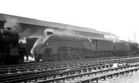Smoke and steam abound in this scene in Gateshead shed yard on a sunny morning in the summer of 1963. The A4 Pacific is locally based example 60020 <I>Guillemot</I>.<br><br>[K A Gray //1963]