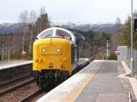 Deltic 55003 <I>Meld</I> at Carrbridge on 27 April 2015. The locomotive was on its way from Glasgow to Inverness where it will haul the Inverness - Kyle of Lochalsh return leg of the <I>'Great Britain VIII'</I> railtour. This is one of the changes resulting from the current suspension of WCRC from the national network.<br><br>[Gus Carnegie 27/04/2015]