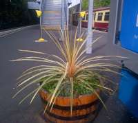 Something exotic at Mount Florida. The station has been adopted by <a href=http://www.urbanroots.org.uk/ target=external>Urban Roots</a>.<br><br>[John Yellowlees 22/09/2015]