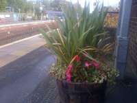 Late blooming flowers adorn the southbound platform at Barrhead and, across the way, a Sprinter rests in the bay platform.<br><br>[John Yellowlees 22/10/2015]