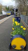 A barrel planter at Milngavie station, where it all began for Railscot. (The first page was on the Glasgow and Milngavie Junction Railway.)<br><br>[John Yellowlees 22/04/2016]