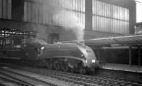 A4 60031 <I>Golden Plover</I> standing in the shadows at the south end of Carlisle station on 18 April 1965. The Pacific had arrived with the SLS/BLS <I>Scottish Rambler No 4</I> from Glasgow Queen Street, which had travelled via Edinburgh and Hawick.<br><br>[K A Gray 18/04/1965]