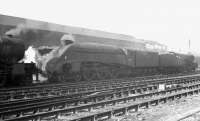 60026 <I>Miles Beevor</I> photographed in the shed yard at Gateshead in 1962. The locomotive was one of the batch of A4s moved north to Ferryhill in the spring of 1964 to spend its final days on the Aberdeen - Buchanan Street route [see image 27942]. <br><br>[K A Gray //1962]