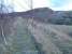 The closed, but retained, line west of Pennyvenie Colliery in 2004. Not surprisingly there's been some tree growth on the trackbed.<br><br>[Ewan Crawford 22/02/2004]