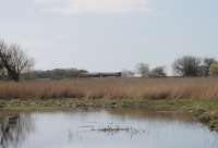 A Northern 156 on a Lancaster to Barrow service drifts past the reed beds and ponds of the RSPB reserve at Leighton Moss, near to Silverdale station. 4th April 2017. This view taken from a bird hide at the south side of the huge RSPB site, overlooking a momentarily deserted pool. <br><br>[Mark Bartlett 04/04/2017]