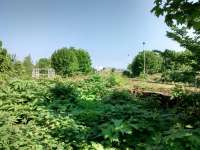 It looks like the trucks in the foreground have been abandoned to their fate on this now disused line. Further back thick vegetation surrounds them and saplings of several years old are even growing through them.<br><br>[David Panton 25/05/2017]