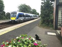 A northbound service leaves Carrickfergus on 13 June 2017 formed by a class 4000 DMU, as the station cat patiently awaits the arrival of the next train to Belfast.<br><br>[Andy Furnevel 13/06/2017]