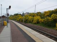 Merryton Station 6 and a half years after opening, the lovely coloured Broom in full bloom.<br><br>[Gordon Steel 28/05/2012]